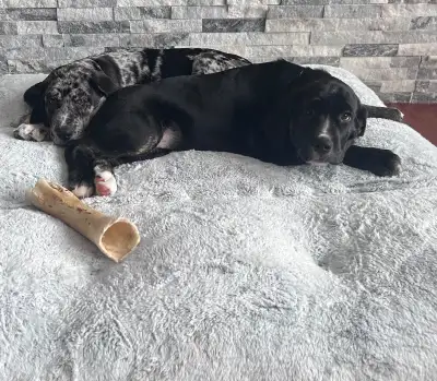 Cane Corso x Great Pyrenees Puppies, View more