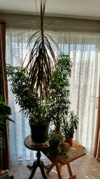 Tropical Indoor Plant