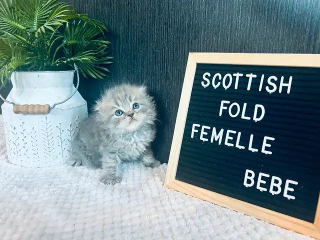 CHATONS SCOTTISH SUPER PRIX POUR VENTE RAPIDE in Cats & Kittens for Rehoming in Laurentides - Image 3