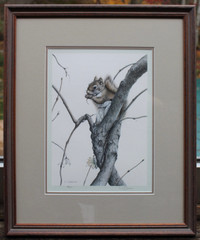Red Squirrel by Chris Bacon acid free matting 1985