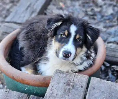 Australian Shepherd Puppy, View more