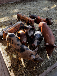 Berkshire/Tamworth piglets 