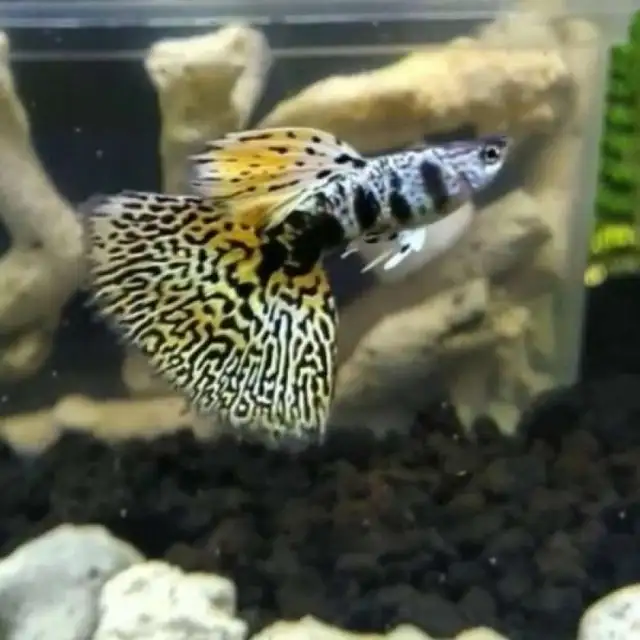 yellow tiger king cobra guppy (TEMPORARY SOLD OUT) in Fish for Rehoming in Hamilton - Image 2