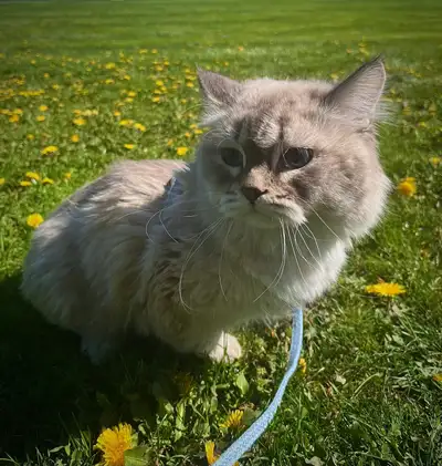 SIBERIAN LITTLE CAT LOOKING FOR A HOME, View more