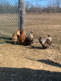 4 Silkie roosters 