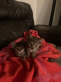 Month old kittens