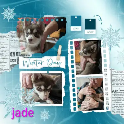 Northern sky pomsky Puppies are looking for their forever homes . We are so happy to introduce you t...