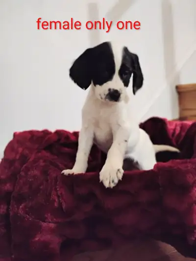 Springer spaniel pups :), View more