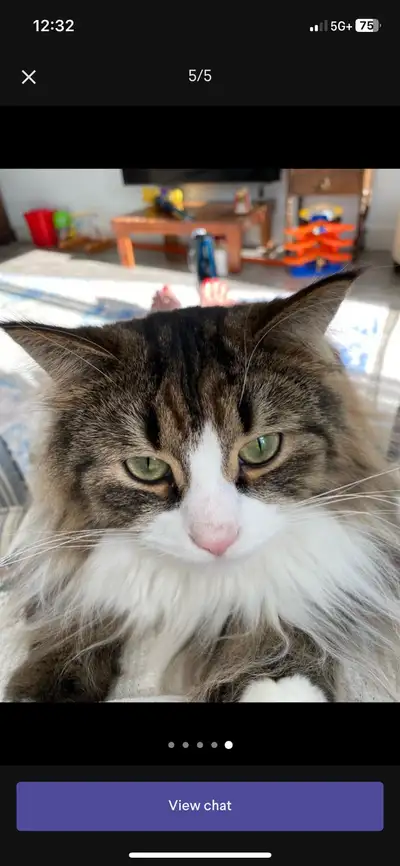 Cat for Adoption, View more