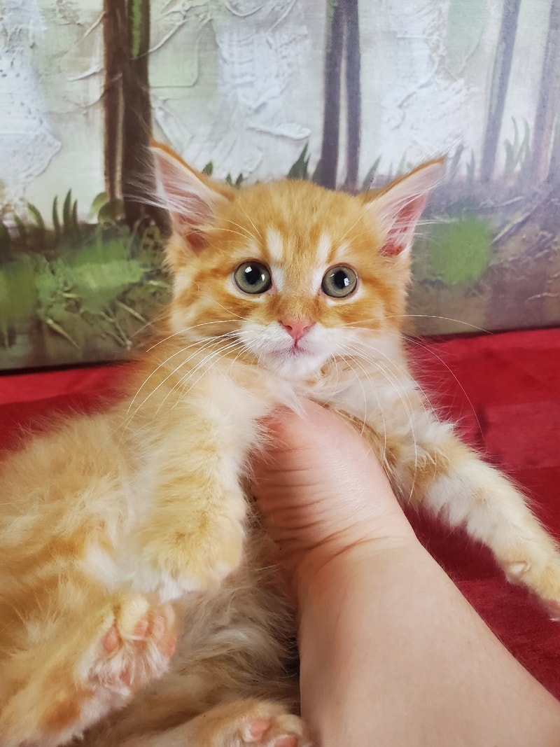 Orange Maine Coon Kitten Cats & Kittens for Rehoming London Kijiji