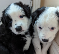 ❤️ BEAUTIFUL Border Collie Puppies BLUE EYES ✅ AVAILABLE