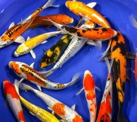 Japanese koi Kawartha Lakes Peterborough Area Preview