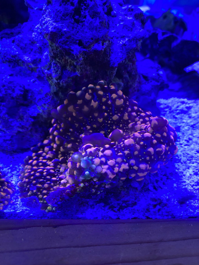 Saltwater coral sale in Fish for Rehoming in Calgary