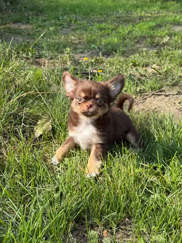 petit  chihuahua poil long chocolat pure race enr ckc in Dogs & Puppies for Rehoming in City of Montréal - Image 2