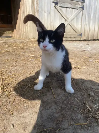 cat for rehoming , View more