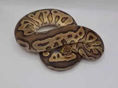 Super nice 2022 Male YellowBelly Clown (pos het Pied, purchased as 100% but haven't proven it out),...