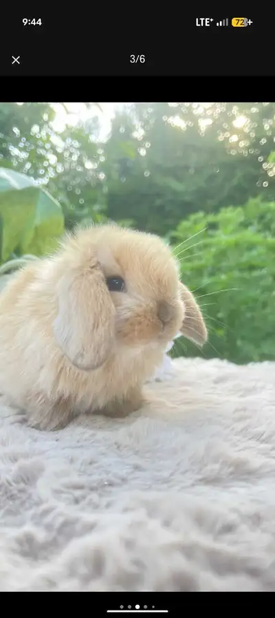 DISPONIBLE - bébé lapin bélier hollandais nain pure race mâle , View more