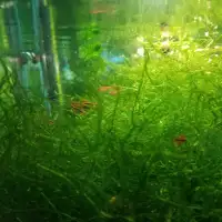 Aquarium grass