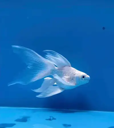 (Pending). platinum butterfly koi ( short body), View more