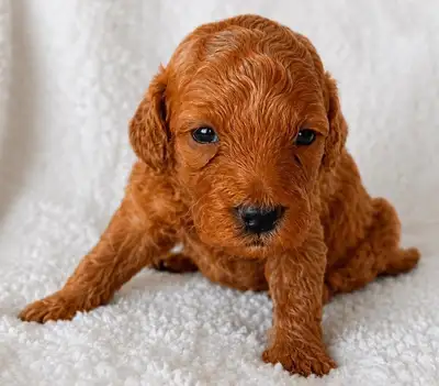 Toy /Mini Poodle Puppies Looking for Their Forever Homes, View more