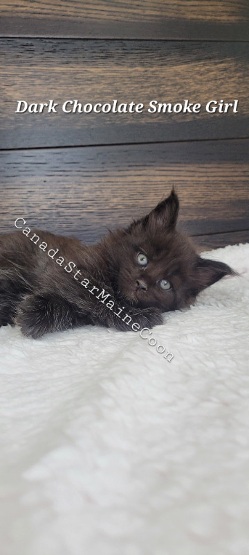Purebred Maine Coon Kittens | Cats & Kittens for Rehoming | Saskatoon ...