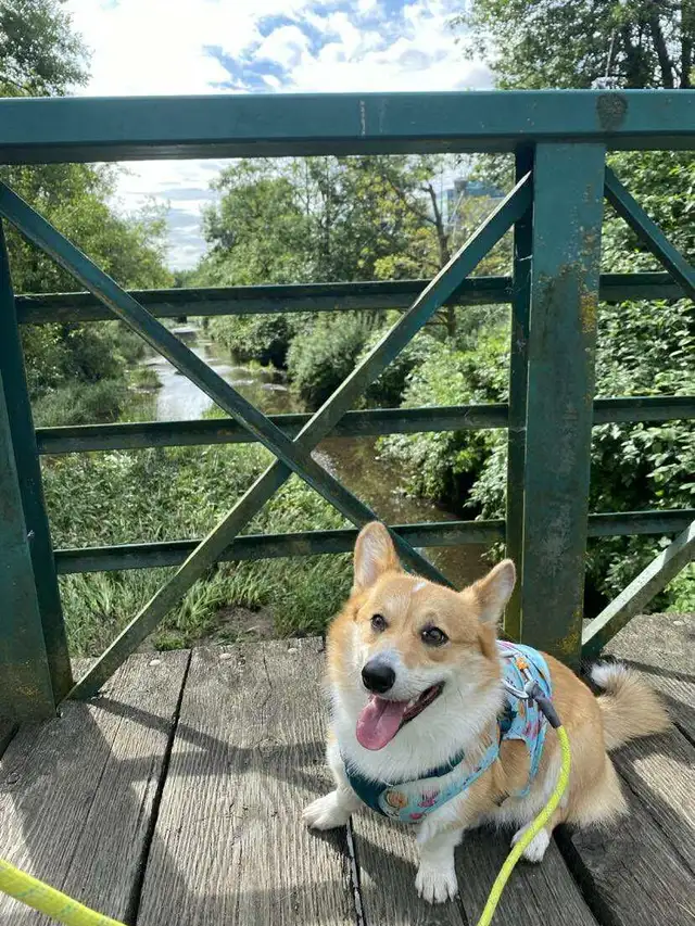 @@⭐️⭐️ Sue's home style pet boarding @@⭐️ in Animal & Pet Services in Brantford - Image 4