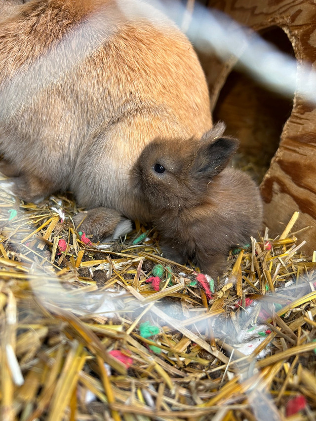 Holland lop/lionhead baby bunnies  in Small Animals for Rehoming in St. Albert - Image 2