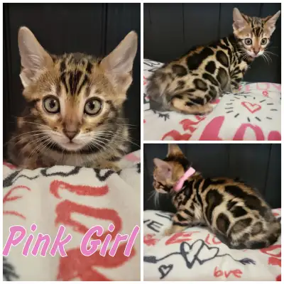 Chatons Bengal STÉRILISÉS – Livraison GRATUITE à Montréal, View more