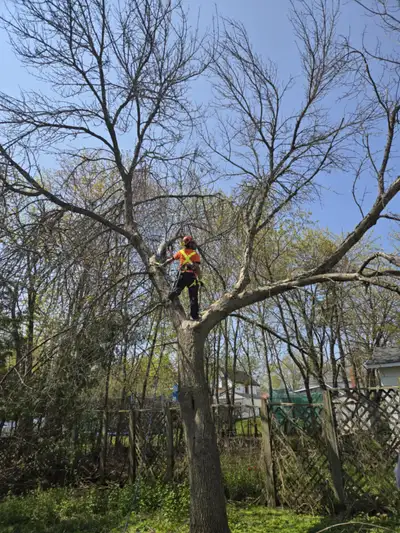 Need Tree Care? Want to save some money? I'm a Fleming arboriculture student, with 5 years prior exp...