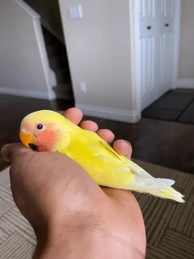 Baby Lovebirds Available for $175 Each, View more