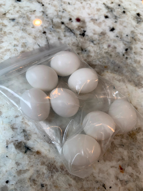 Fake bird eggs - cockatiel size in Accessories in Belleville