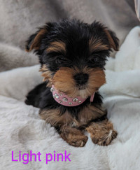 Yorkie puppies, Ready to go....