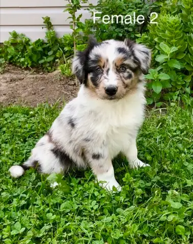 Gorgeous colors and temperaments. These Australian Shepherd Border Collie, cross puppies are a must...
