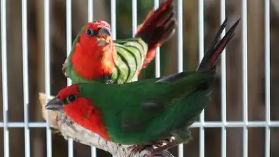 Red face parrot finches pair, View more
