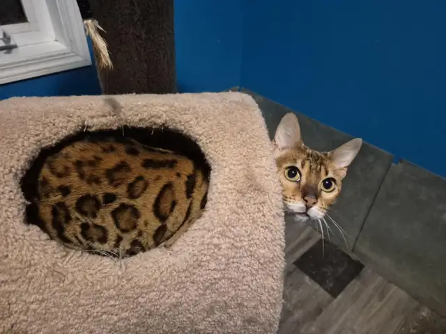 Beautiful spayed female Bengal in Cats & Kittens for Rehoming in Edmonton - Image 2