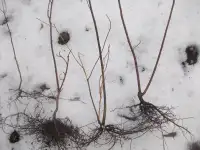 PAGODA DOGWOOD (Cornus alternifolia) OFFSHOOTS SALE