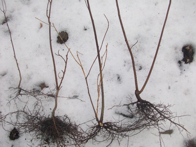 PAGODA DOGWOOD (Cornus alternifolia) OFFSHOOTS SALE in Plants, Fertilizer & Soil in Oshawa / Durham Region