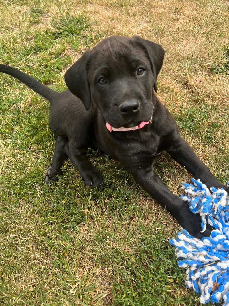 Puppies for sale Dogs & Puppies for Rehoming Kamloops Kijiji