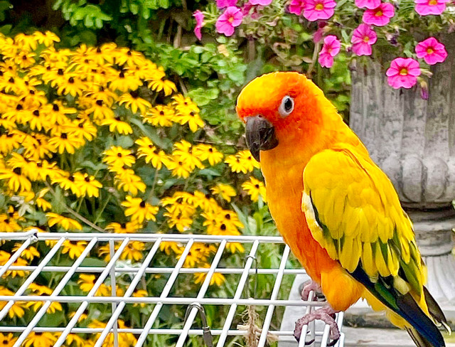 Beautiful male Sun Conure in Birds for Rehoming in Windsor Region