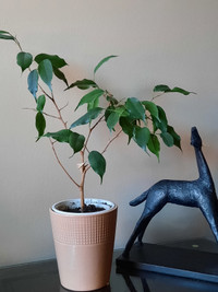 Weeping Fig (Ficus Benjamina) Tree Bonsai