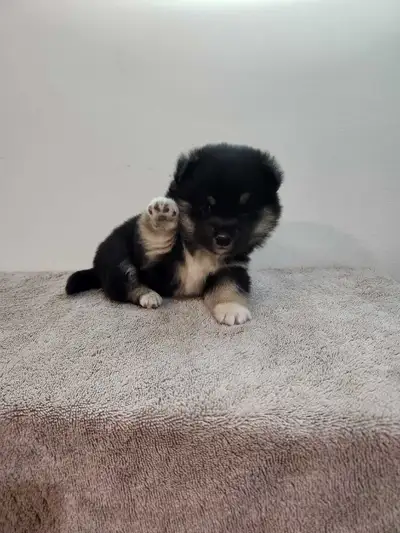 Shorgi puppies , View more