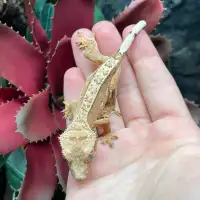 Gecko à Crête Pinstripe Juvénile