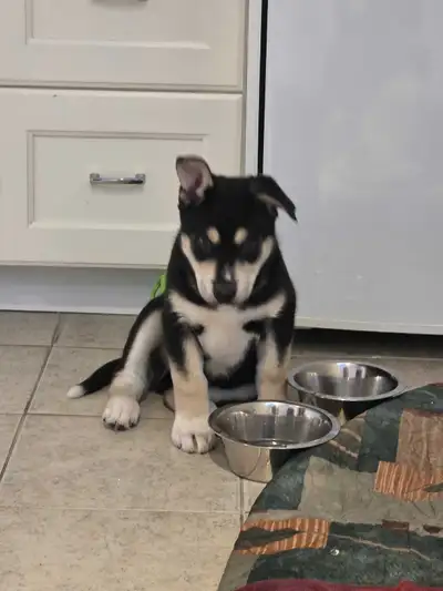 $600----Siberian husky + Sheppard puppy (male) for sale, View more