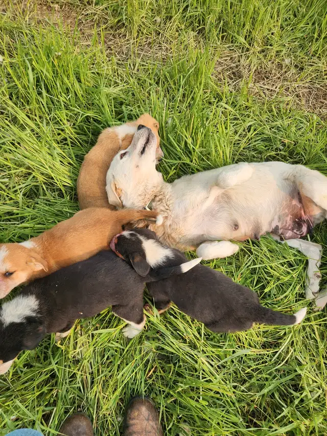 Bernese Mountain Akbash Puppies in Dogs & Puppies for Rehoming in Stratford - Image 9