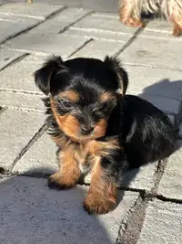 Petite male Yorkie puppy