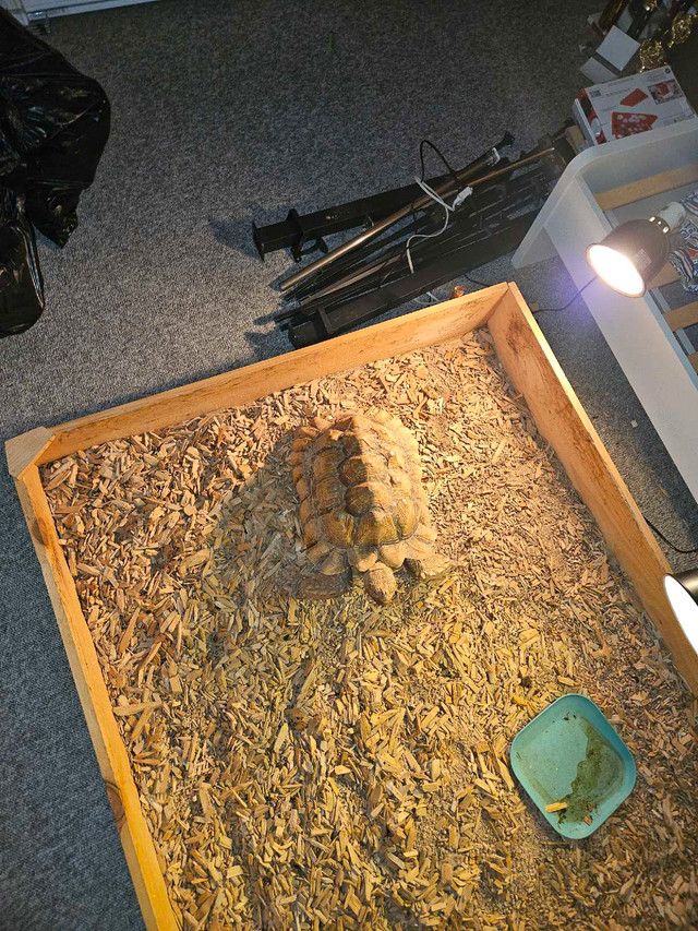 Sulcata tortoise  in Reptiles & Amphibians for Rehoming in Norfolk County - Image 3