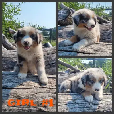 Australian Sheppard puppies, View more