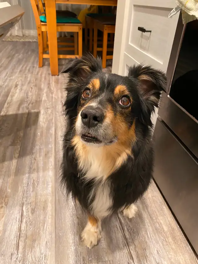 Female Mini Aussie needs to find a forever home in Dogs & Puppies for Rehoming in St. Albert - Image 8