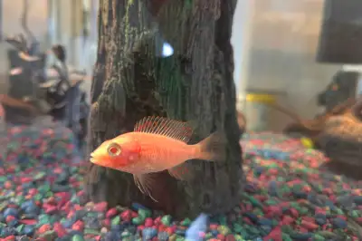 dragonblood cichlid, View more