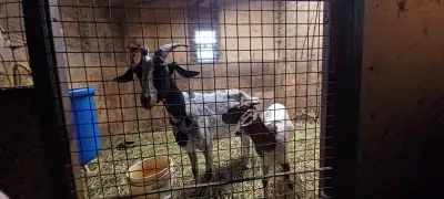 GOATS FOR SALE, View more